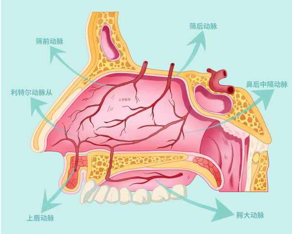 鼻出血的部位